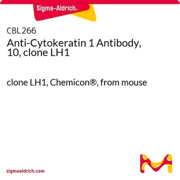 Anti-Cytokeratin 1 Antibody, 10, clone LH1 clone LH1, Chemicon&#174;, from mouse