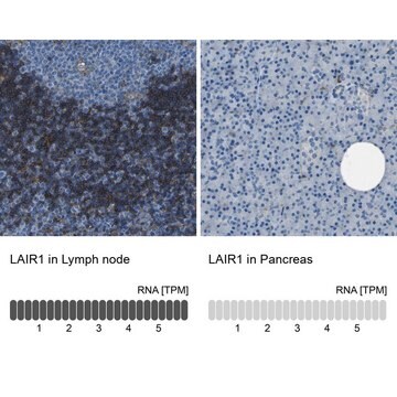 Anti-LAIR1 antibody produced in rabbit Prestige Antibodies&#174; Powered by Atlas Antibodies, affinity isolated antibody, buffered aqueous glycerol solution