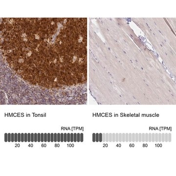 Anti-HMCES antibody produced in rabbit Prestige Antibodies&#174; Powered by Atlas Antibodies, affinity isolated antibody, buffered aqueous glycerol solution