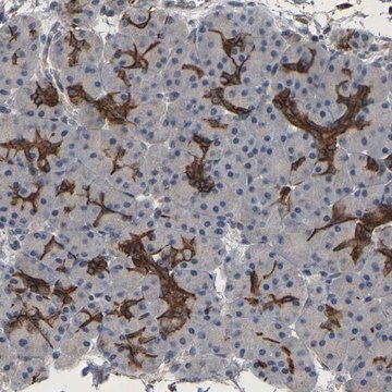 Anti-TDRKH antibody produced in rabbit Prestige Antibodies&#174; Powered by Atlas Antibodies, affinity isolated antibody, buffered aqueous glycerol solution, Ab1