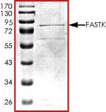 FASTK, active, GST tagged human PRECISIO&#174;, recombinant, expressed in baculovirus infected Sf9 cells, &#8805;70% (SDS-PAGE), buffered aqueous glycerol solution