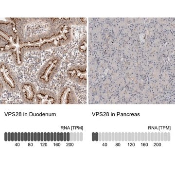 Anti-VPS28 antibody produced in rabbit Prestige Antibodies&#174; Powered by Atlas Antibodies, affinity isolated antibody, buffered aqueous glycerol solution, Ab2