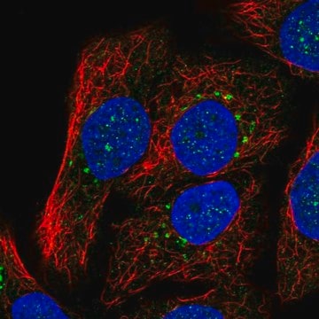 Anti-SYT15 antibody produced in rabbit Prestige Antibodies&#174; Powered by Atlas Antibodies, affinity isolated antibody