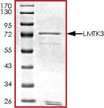 LMTK3, GST tagged from mouse recombinant, expressed in baculovirus infected Sf9 cells, &#8805;70% (SDS-PAGE), buffered aqueous glycerol solution