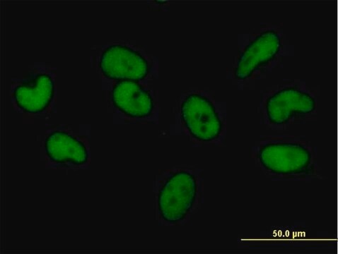 Anti-ZNF680 antibody produced in mouse purified immunoglobulin, buffered aqueous solution