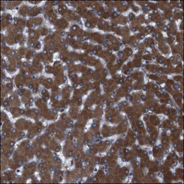 Anti-DAT antibody produced in rabbit Prestige Antibodies&#174; Powered by Atlas Antibodies, affinity isolated antibody, buffered aqueous glycerol solution