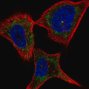 Anti-PLXNC1 antibody produced in rabbit Prestige Antibodies&#174; Powered by Atlas Antibodies, affinity isolated antibody