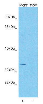 Anti-ATF5 (N-terminal) antibody produced in rabbit affinity isolated antibody