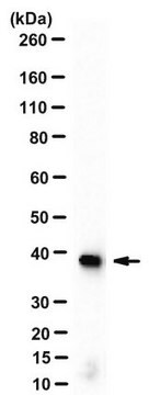 Anti-Maus-IgG-Antikörper vom Schaf, Spezies-absorbiert, HRP-Konjugat from sheep, peroxidase conjugate