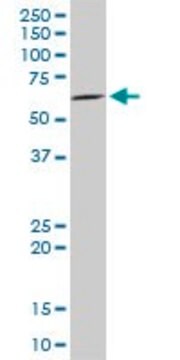 Monoclonal Anti-IRAK2 antibody produced in mouse clone 1A6, purified immunoglobulin, buffered aqueous solution