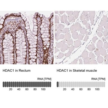 Monoclonal Anti-HDAC1 antibody produced in mouse Prestige Antibodies&#174; Powered by Atlas Antibodies, clone CL0510, purified immunoglobulin, buffered aqueous glycerol solution