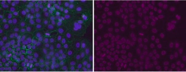 Anti-dimethyl Histone H3 Antibody (Lys4), Alexa Fluor&#8482; 647 Conjugate from rabbit