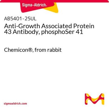 Anti-Growth Associated Protein 43 Antibody, phosphoSer 41 Chemicon&#174;, from rabbit