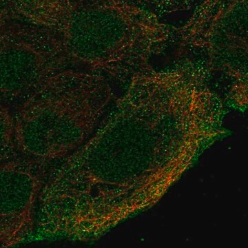 Anti-Cnga4 Antibody Produced In Rabbit Prestige Antibodies&#174; Powered by Atlas Antibodies, affinity isolated antibody, buffered aqueous glycerol solution