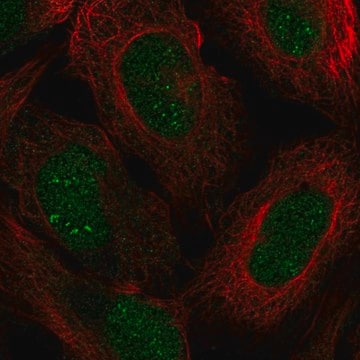 Anti-Znf112 Antibody Produced In Rabbit Prestige Antibodies&#174; Powered by Atlas Antibodies, affinity isolated antibody, buffered aqueous glycerol solution