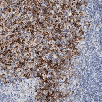 Anti-FCER1G antibody produced in rabbit Prestige Antibodies&#174; Powered by Atlas Antibodies, affinity isolated antibody, buffered aqueous glycerol solution