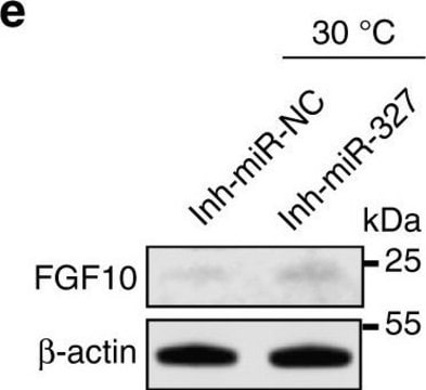 Anti-FGF10 Antibody from rabbit, purified by affinity chromatography