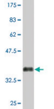 Monoclonal Anti-ACRC, (C-terminal) antibody produced in mouse clone 2E4, purified immunoglobulin, buffered aqueous solution