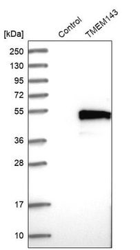 Anti-TMEM143 antibody produced in rabbit Prestige Antibodies&#174; Powered by Atlas Antibodies, affinity isolated antibody, buffered aqueous glycerol solution