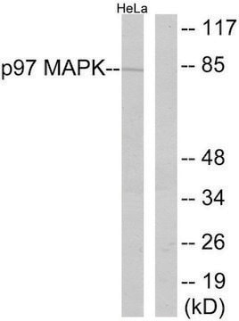 Anti-P97 MAPK antibody produced in rabbit affinity isolated antibody