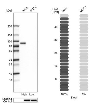 Anti-EYA4 antibody produced in rabbit Prestige Antibodies&#174; Powered by Atlas Antibodies, affinity isolated antibody, buffered aqueous glycerol solution