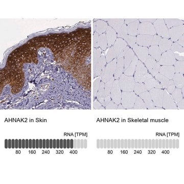 Anti-AHNAK2 antibody produced in rabbit Prestige Antibodies&#174; Powered by Atlas Antibodies, affinity isolated antibody, buffered aqueous glycerol solution