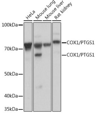 Anti-COX1/PTGS1 Antibody, clone 8L4X10, Rabbit Monoclonal