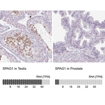 Anti-SPAG1 antibody produced in rabbit Prestige Antibodies&#174; Powered by Atlas Antibodies, affinity isolated antibody, buffered aqueous glycerol solution