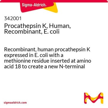 Procathepsin K, Human, Recombinant, E. coli Recombinant, human procathepsin K expressed in E. coli with a methionine residue inserted at amino acid 18 to create a new N-terminal initiation site.