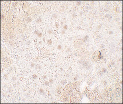 Anti-TMIGD1 antibody produced in rabbit affinity isolated antibody