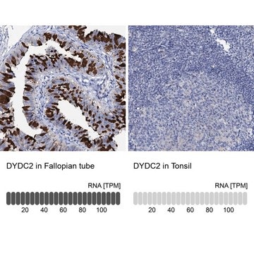 Anti-DYDC2 antibody produced in rabbit Prestige Antibodies&#174; Powered by Atlas Antibodies, affinity isolated antibody, buffered aqueous glycerol solution