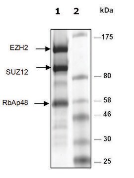 EZH2/SUZ12/RbAp48 human recombinant, expressed in baculovirus infected Sf9 cells, &#8805;88% (SDS-PAGE)