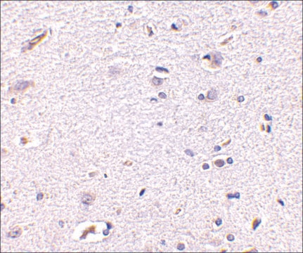 Anti-Syntaphilin (ab1) antibody produced in rabbit affinity isolated antibody, buffered aqueous solution