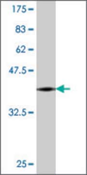 Monoclonal Anti-DNMBP antibody produced in mouse clone 1H2, purified immunoglobulin, buffered aqueous solution