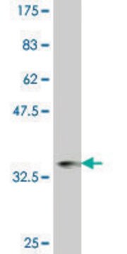 ANTI-ZIC1 antibody produced in mouse clone 2F6, purified immunoglobulin, buffered aqueous solution