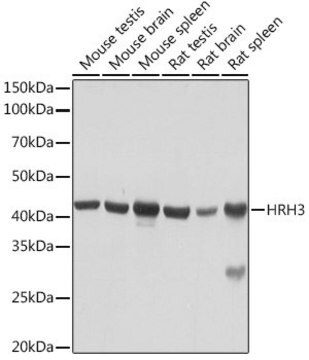 Anti-HRH3 antibody produced in rabbit