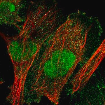 Anti-TULP3 antibody produced in rabbit Prestige Antibodies&#174; Powered by Atlas Antibodies, affinity isolated antibody