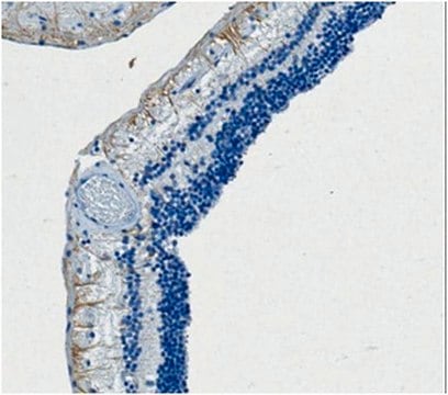 Anti-Melanopsin Antibody, clone 1F8.1 clone 1F8.1, from mouse