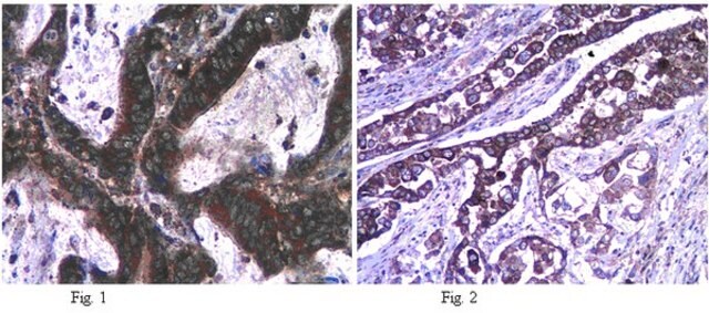 Anticuerpo anti-iNOS/NOS II, NT from rabbit, purified by affinity chromatography