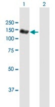 Anti-NEDD4L antibody produced in mouse purified immunoglobulin, buffered aqueous solution