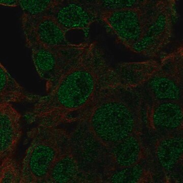 Anti-NEDD8 antibody produced in rabbit Prestige Antibodies&#174; Powered by Atlas Antibodies, affinity isolated antibody