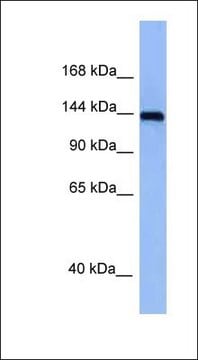 Anti-TNIK antibody produced in rabbit affinity isolated antibody