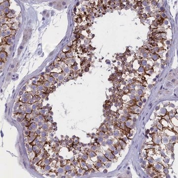 Anti-FAM129C antibody produced in rabbit Prestige Antibodies&#174; Powered by Atlas Antibodies, affinity isolated antibody, buffered aqueous glycerol solution