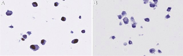 Anti-CMV immediate early Antibody, clone 6F8.2 ZooMAb&#174; Mouse Monoclonal recombinant, expressed in HEK 293 cells