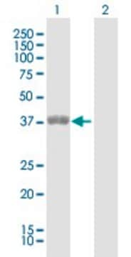 Anti-ETV7 antibody produced in rabbit purified immunoglobulin, buffered aqueous solution