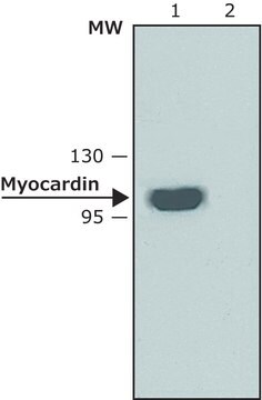 抗 心肌素 兔抗 affinity isolated antibody