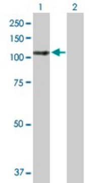 Anti-LARP4 antibody produced in mouse IgG fraction of antiserum, buffered aqueous solution