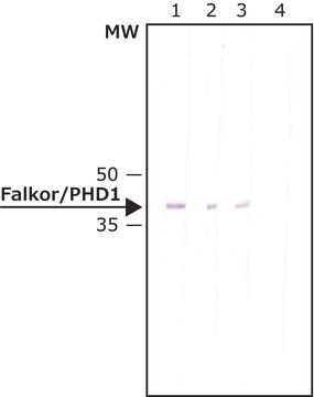 Monoclonal Anti-Falkor/PHD1 antibody produced in mouse clone FLK-49, purified immunoglobulin, buffered aqueous solution