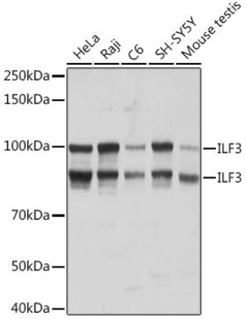 Anti-ILF3 Antibody, clone 0S2N7, Rabbit Monoclonal