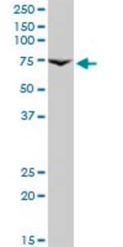 Monoclonal Anti-PRLR antibody produced in mouse clone 1E4, purified immunoglobulin, buffered aqueous solution